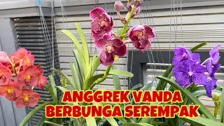 TIPS MUDAH PERAWATAN ANGGREK VANDA SAMPAI BERBUNGA