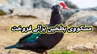 Muscovy Duck Available For Sale In Pakistan | Duck Breed |