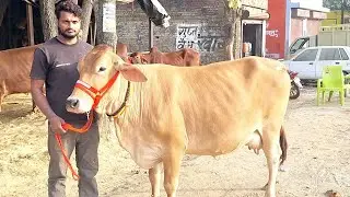 👌 देखिए टाॅप साहीवाल व क्रास ब्रीड गाय वाजिब दाम पर उपलब्ध | bhanu dairy farm | cowforsale #cow 
