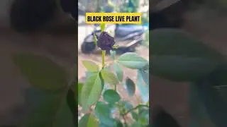 Black rose plant || live plant #black #rose ##plant #uniques #rare
