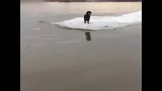 Спасли собаку со льдины/They rescued the dog from the ice floe