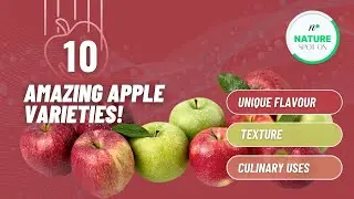 🍎  10 Amazing Apple Varieties! 🍏 Unique flavour, Texture, and Culinary uses