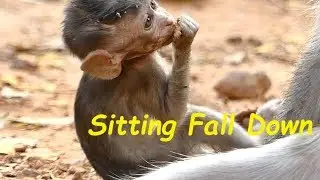 Pity Poor Baby Alba So Hungry and Exhausted | Baby Sitting Fall on Ground | Monkey Crying