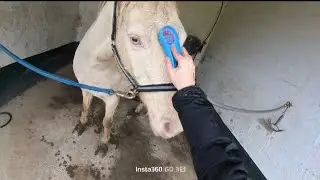 Entraînement CSO 🌧🌧 ras le bol de la pluie mais heureusement, il y a Canello 😁❤️