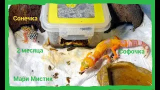 Гекконы Сонечка Mack Snow и Софочка Sunglow 06/07/2022/ Возраст 2 месяца / Кормление эублефаров