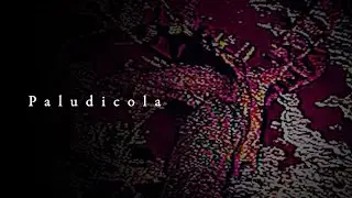 Paludicola
