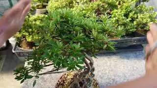 how to trim satsuki azalea bonsai Rhododendron indicum by matsuyoshi #4 rough shape to tigher