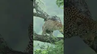 Leopard Nervously Makes His Way Down Tree