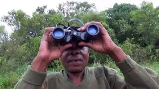 Golden Monkey Tracking in Mgahinga Gorilla National Park (Gorilla Highlands)