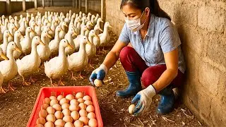 Hand Harvesting Duck Eggs at a Rural Farm in Hung