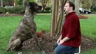 Doritos Crash the Superbowl Winner 2012 - Man's Best Friend