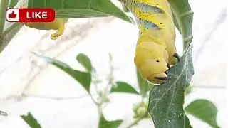The Life Cycle of a Butterfly Unveiled!