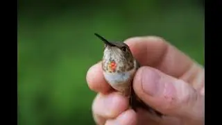 Rescue Operation of Humming Bird