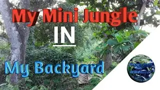 My Mini Jungle in my Backyard || Science planet with Bishal Nayak