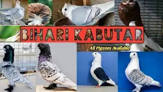 Satinette Pigeon (Red checker)  #fancy_pigeon #Bihar #Darbhanga #satinette_pigeon