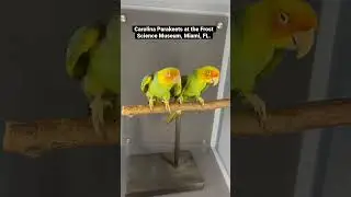 Extinct Carolina Parakeets, North Americas, previously inhabited the Eastern U.S. #carolinaparakeet