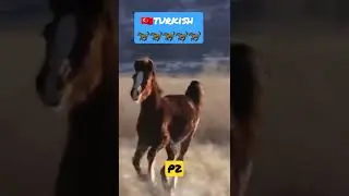 🔛🐎🇹🇷turkish powerfull horse 2