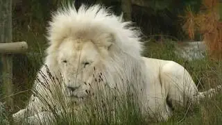 Panthera Africa 2017