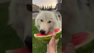 a watermelon 🍉 #wolf #wolffamily #savethewolves #wolfcales #wolfpacks #animals #blackwolf