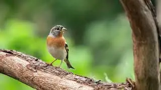 Chant du Pinson du nord - BirdCam