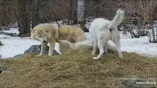 Grayson & Blackstone🥰Awww, No Grooming For Blackstone? ~ Caz The Menace😈~ IWC North ~ Explore.org