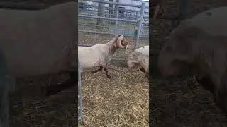 Shorn Awassi rams