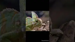 Green Blood Animal #shorts #short #shortvideo #youtubeshorts