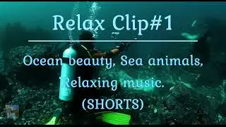 Relax Clip#1. Ocean beauty, Sea animals, Relaxing music.(Shorts)