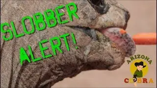 600-POUND Tortoise SLOBBERS Over Tasty Snack!! | arizonacobra.com