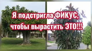 Зимняя обрезка ФИКУСА ЭЛАСТИКА РОБУСТА: 8 точек роста НЕ ПРЕДЕЛ! (часть вн10) 28.12.25г.