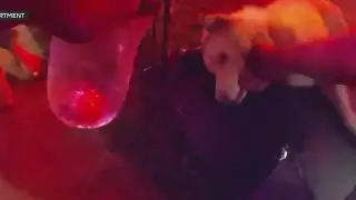 Florida police rescue husky trapped inside kennel in burning home