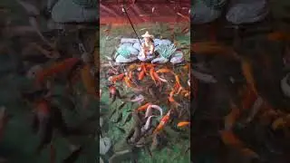 Daily Fishing Zen Moments | ASMR FISHING #607