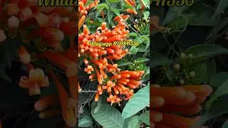 ഓറഞ്ച് സുന്ദരി ഇത് പോലെ പൂക്കുന്നത് കണ്ടിട്ടുണ്ടോ. .. #plantsale #garden #plantlover