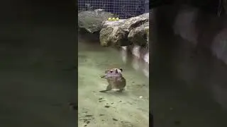 Beb&eacute; de carpincho se ba&ntilde;a 😭😭 #carpinchos #capibara #animales #naturaleza #nature #animals #viral