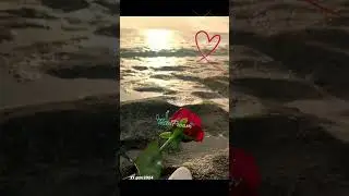 #testofream #love #cantantiitaliani #amore #perte#neiperte#music #rosa #iloveyou #dedication #mylove