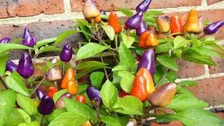 ⟹ AURORA PEPPER | Capsicum annuum | Pod Review 2019