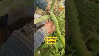 Grow Aloe Vera Flowers