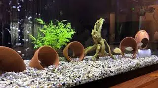 Blue Acara, Gold Severum, and Firemouth Cichlids 75 Gallon Aquarium