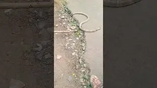 chandra bora😭||#shots #shorts #shortsfeed #shortaviral #snake #fyp #trinding #purnimabera6413 #yts