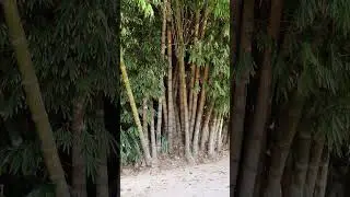 Ботанічний сад Палермо
