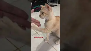 Cat handshake #shorts