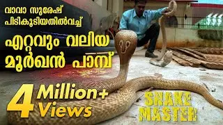 Wow ! Vava Suresh rescues Largest Cobra ever | Snakemaster |  Latest episode