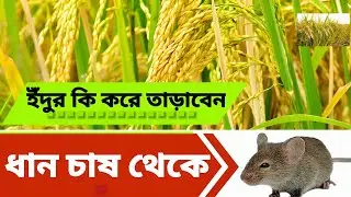 ধান- ফসল থেকে ... ইঁদুর দমন  হবে কি করলে দেখুন  #কৃষি #farmer #viralvideo #newvideo #farming 