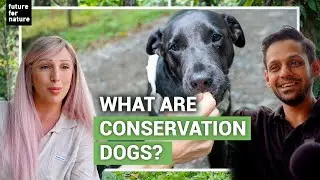 What Are Conservation Dogs - and Why Do They Matter? 🐕&zwj;🦺 🐾 (With Rebecca Cliffe and Caesar Rahman)