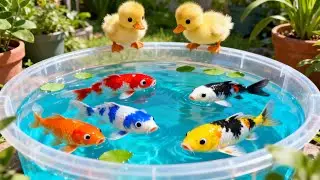 unboxing ikan hias warna warni, ikan koi, ikan glowfish, ikan cupang, kura kura brazil 🐠🌈💦