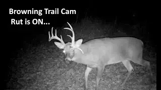 Browning Trail Cam First Farm Rut Starting
