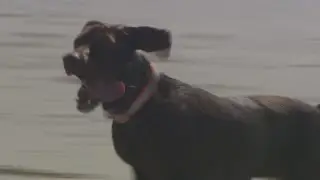 The happiest dog EVER at AT&T Pebble Beach National Pro-Am