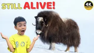 Unbelievable Musk Ox Facts: The Ice Age Warrior Still Alive Today! 🐂❄️