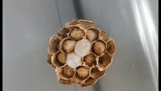 &Agrave; table les larves !