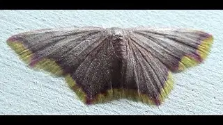 Genus Chrysocraspeda Moth